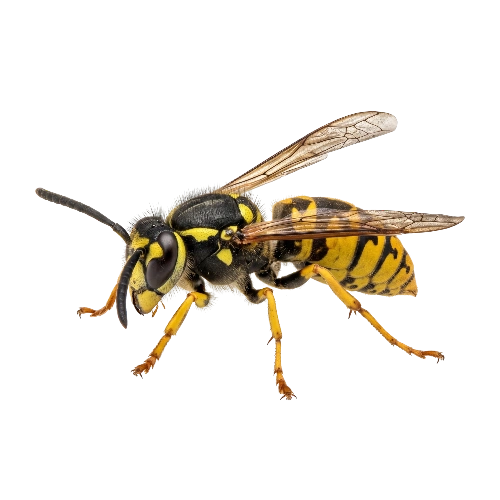 Yellowjackets
