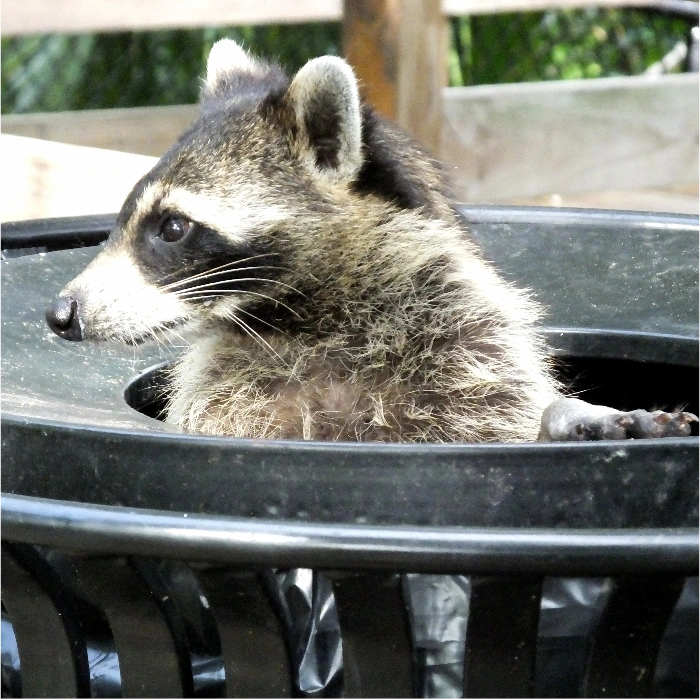 commercial raccoon removal service toronto
