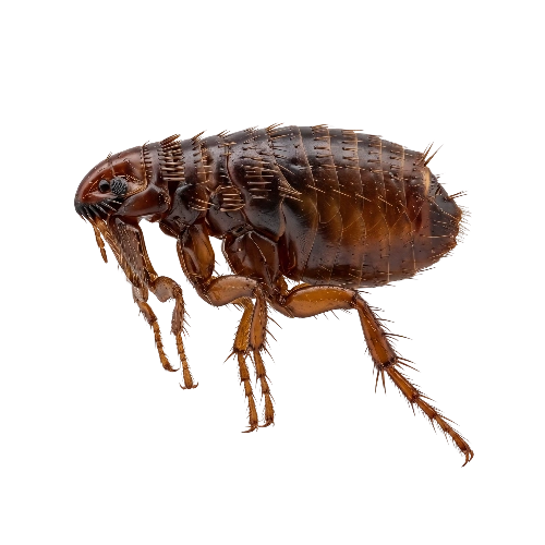 flea control service toronto