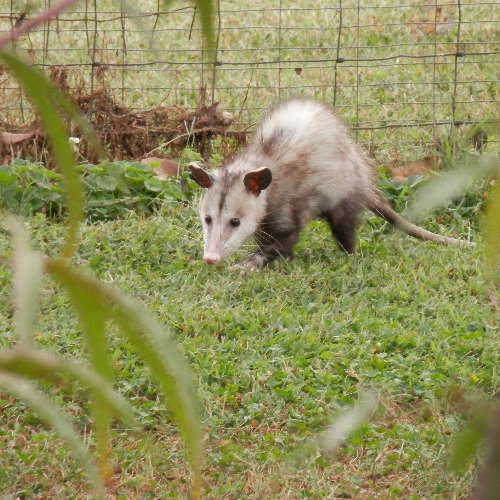 opossum prevention tips