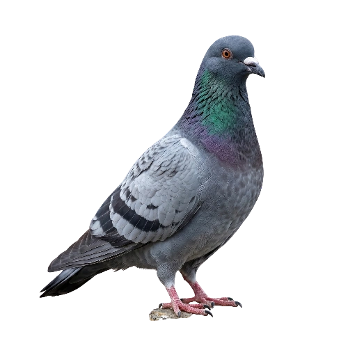 pigeon Control service toronto