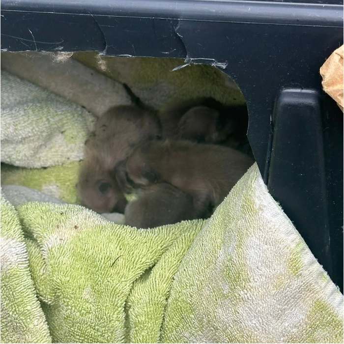 raccoon baby removal service