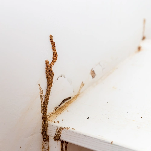 100-Day Termite Guarantee