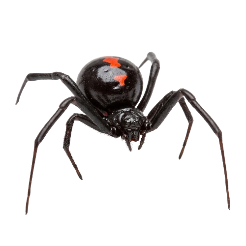 Black Widow Spiders