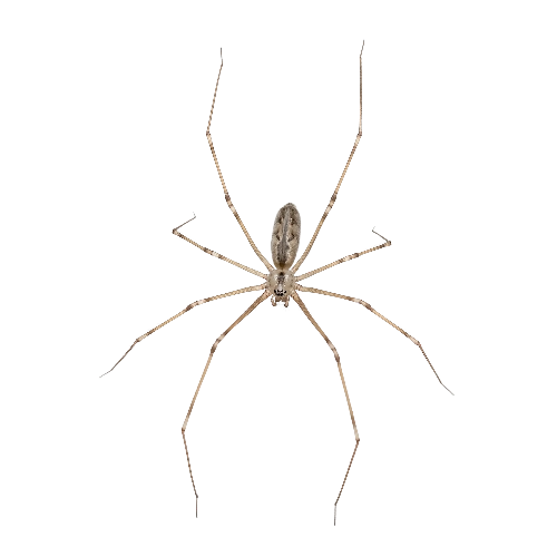 Cellar Spiders