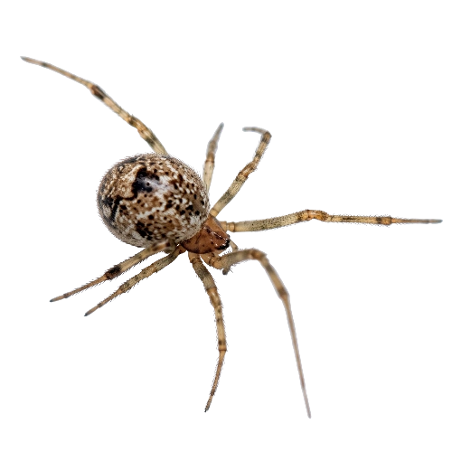 Common House Spiders