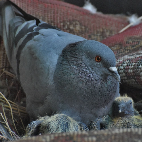 Pigeon Nest Removal Toronto