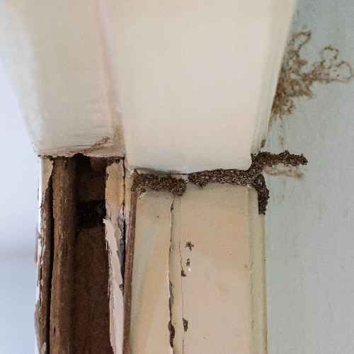 Signs of Termite in Walls