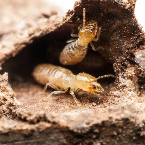 Termite
