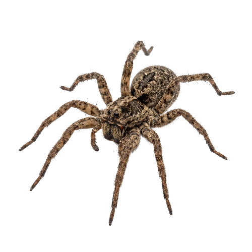 Wolf Spiders