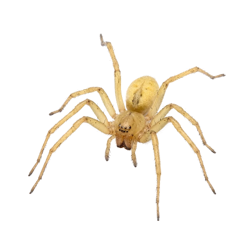 Yellow Sack Spiders
