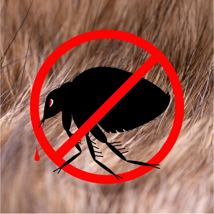 home treatment for flea