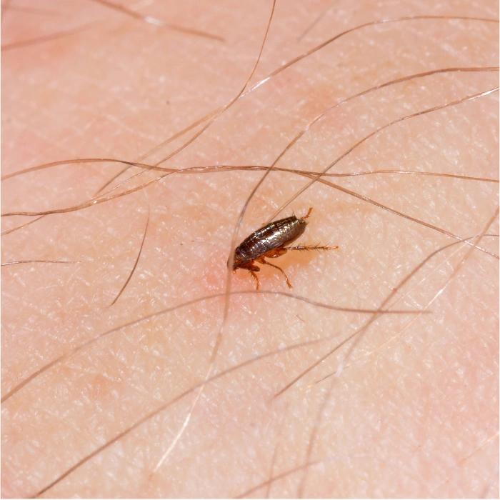 residential flea control toronto