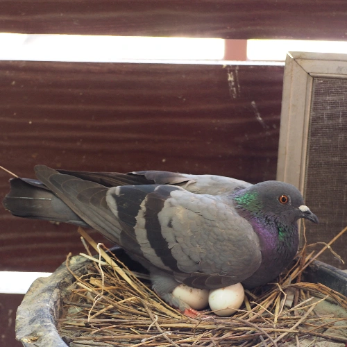 sign of pigeon infestation