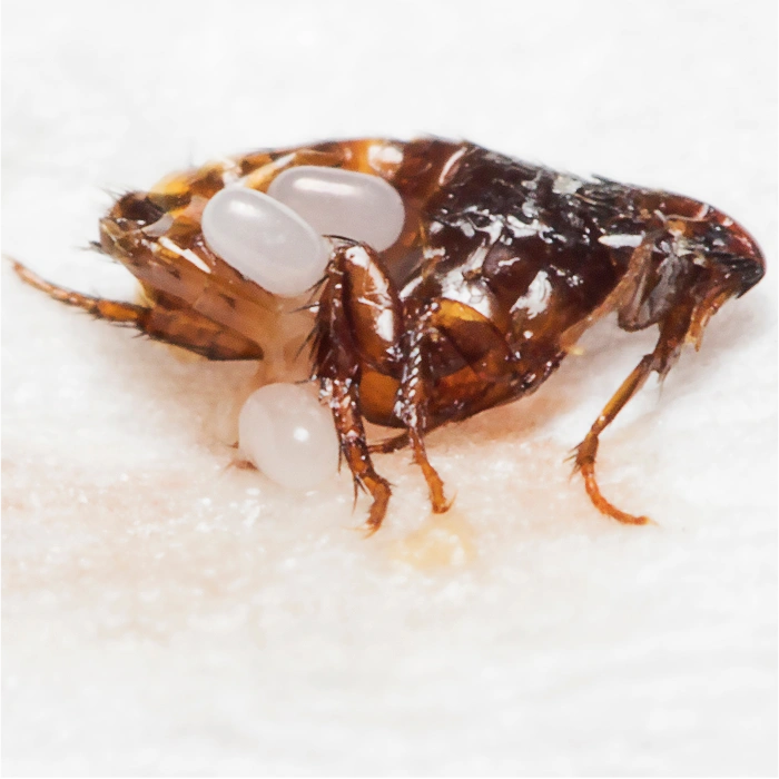 sign you have flea