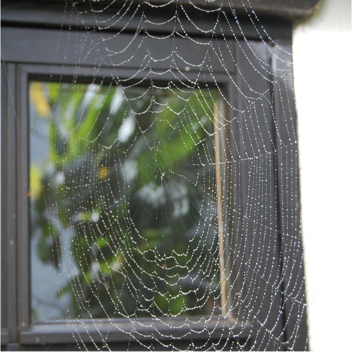 spider entering