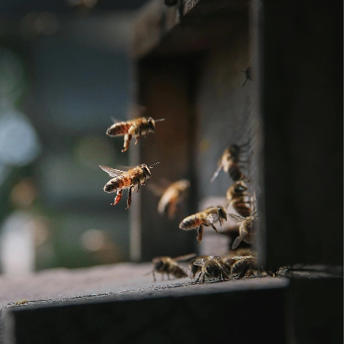 Bee Pest Removal Services
