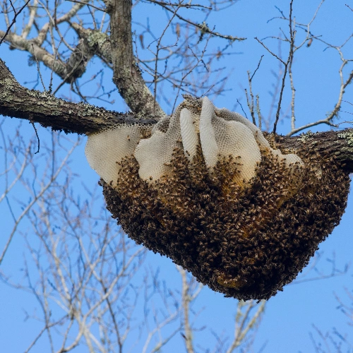 Bee Problems Never Be Ignored