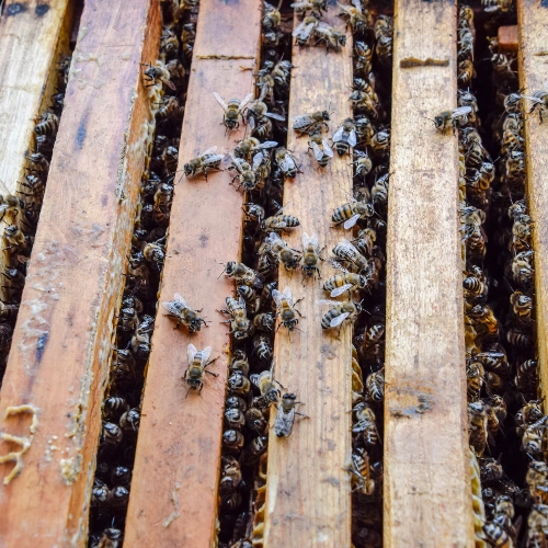 Hive in Toronto Homes