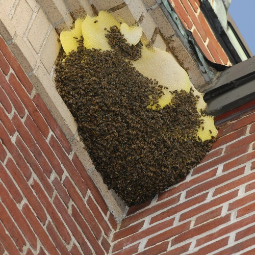 Signs of Bees Infestation