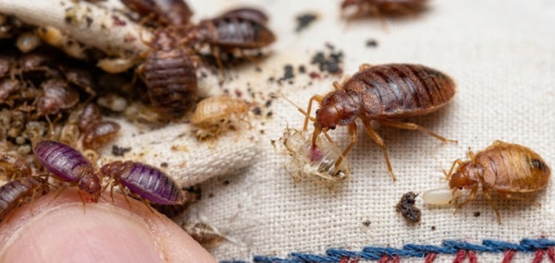 What Do Bed Bugs Eat?​